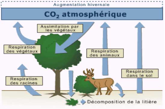 Des humains et des arbres