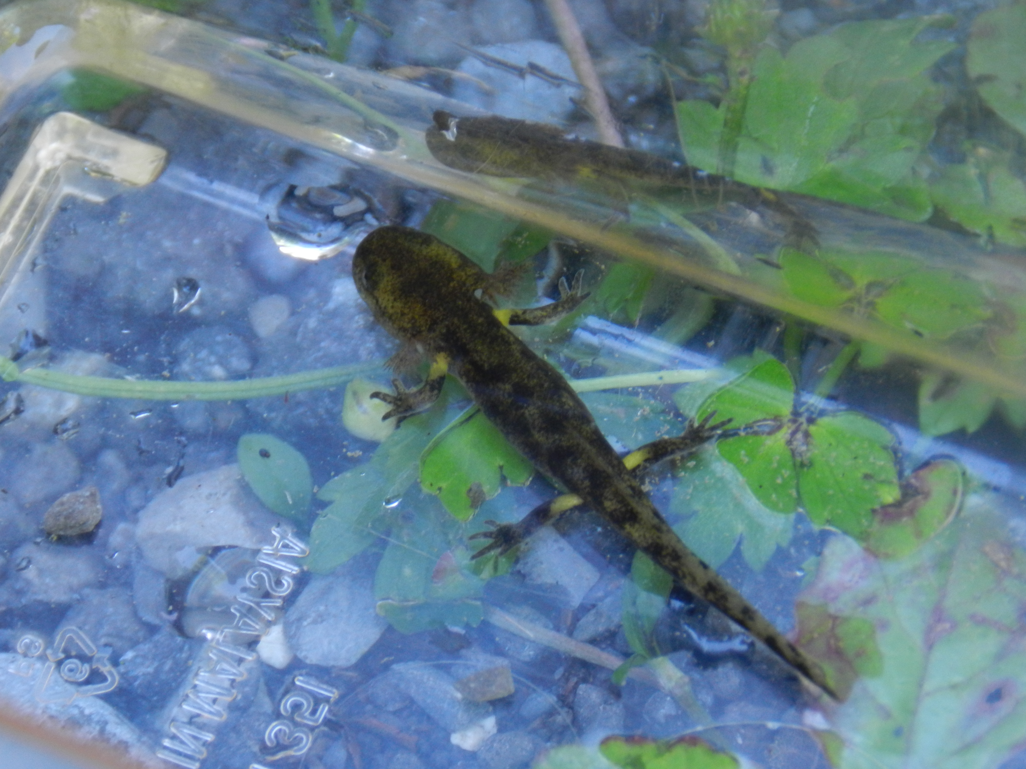 La salamandre tachetée, un amphibien mauvais nageur